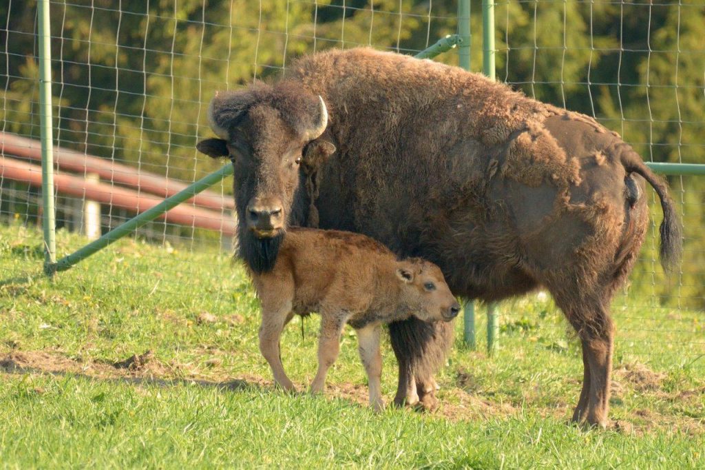 Rund um die Bisons Straußenfarm Emminghausen